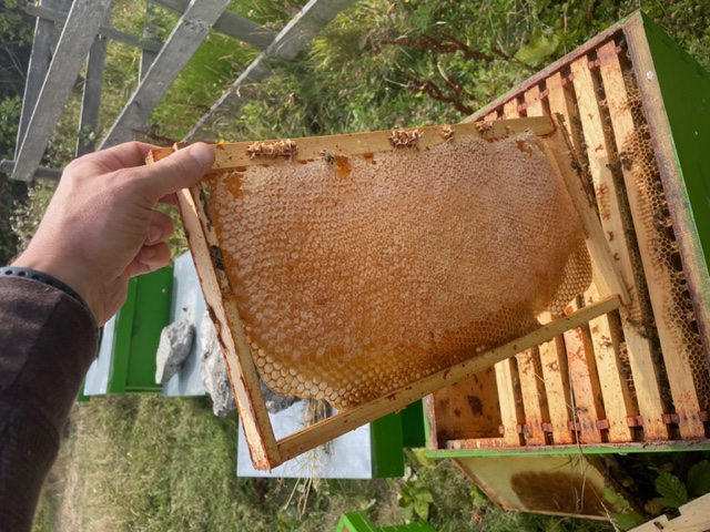 Beekeeper at work