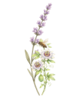 lavender
