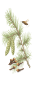 pine