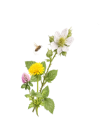 Wildflower